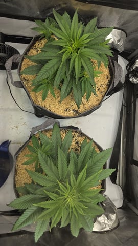 Strawberry Sugar  — vegetative, day 37