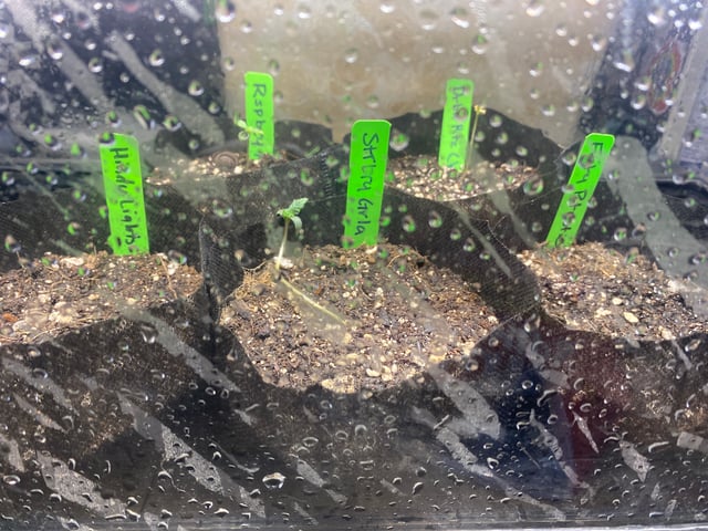 Auto Run #1 2025-2026 — seedling_rooting, day 9