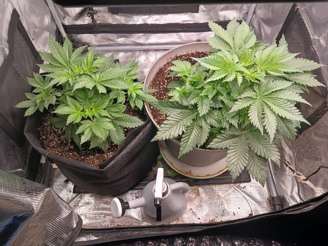 9lbhammer feminized  — flower, day 26