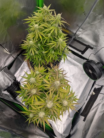 Titan F1 grow  — flower, day 59