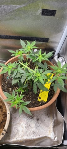 Alaskan bananaberry auto — flower, day 26