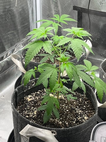 2nd go  — vegetative, day 49