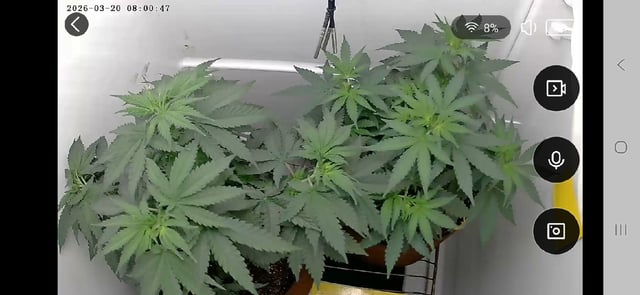 "NO CHEMA CUH" — flower, day 50