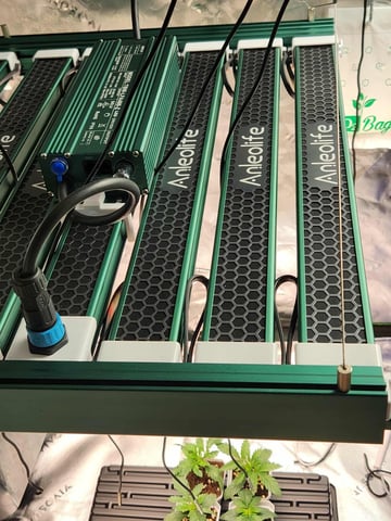 late summer grow — vegetative, day 39