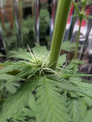 B E A utiful  — flower, day 73