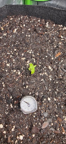 Mixed up Atlas Reserve — seedling_rooting, day 14