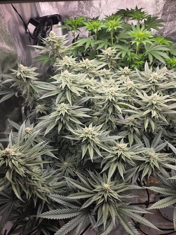 Lhotse 1 and 2 — flower, day 30