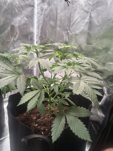 First Indoor Grow  — vegetative, day 35