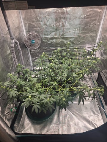 3rd Grow 3x3 tent — flower, day 44