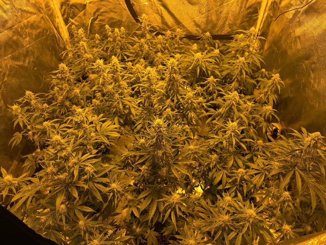 3rd Auto Grow — flower, day 74