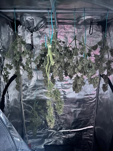 tropicana cookie purple  — harvest, day 90