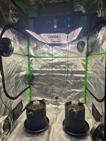 2nd grow round 2 — germination, day 4