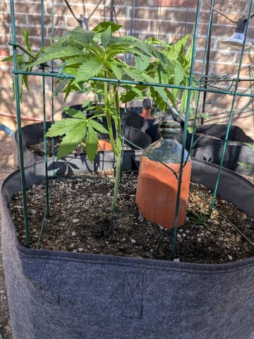 October Start — vegetative, day 56