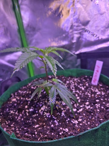 FIRST GROW — vegetative, day 11