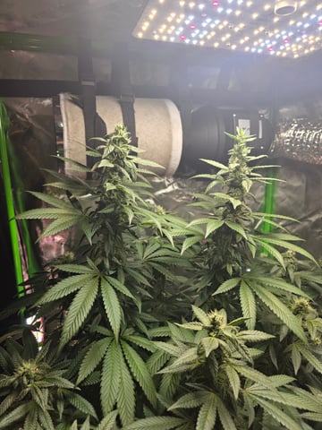 NUMERO UNO — flower, day 15