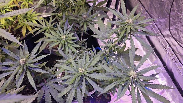 Amnesia Haze Run — flower, day 52