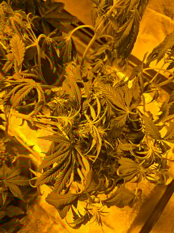 2nd Autoflower Indoor Grow — flower, day 40