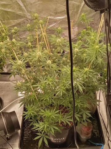 5 Autflower In The 4x4x6.5 