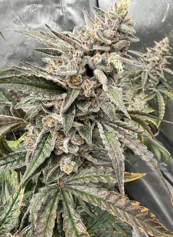 3x3 Grow — none, day 9