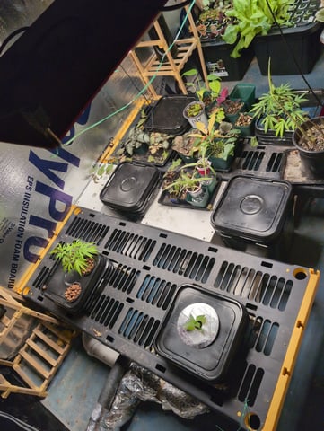 See what grows — vegetative, day 201