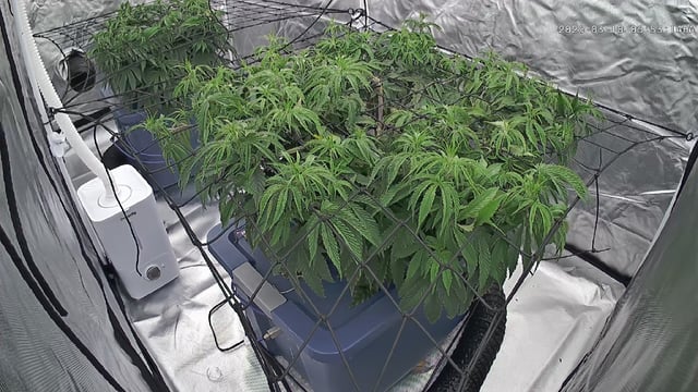 Laundry Shaman — vegetative, day 52