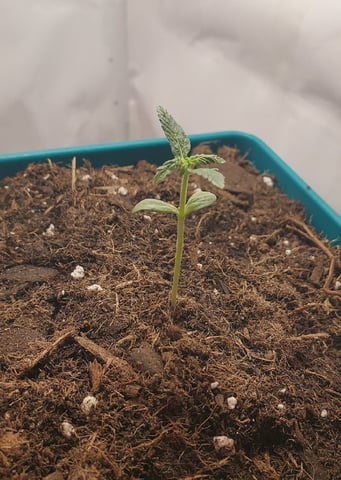 Plant 10A — seedling_rooting, day 1