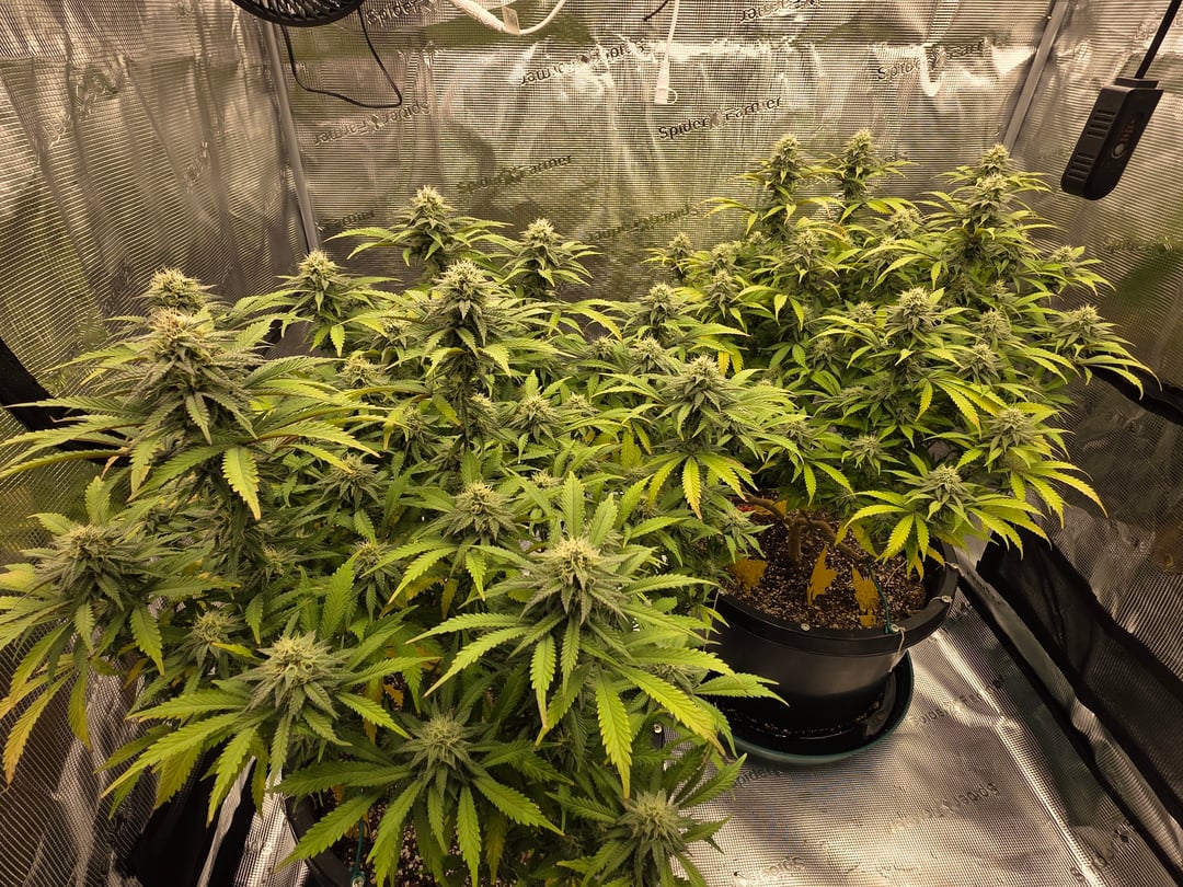 stinkytrichs