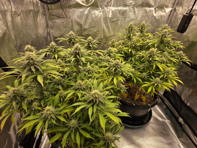 stinkytrichs