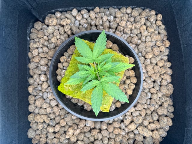 Hydro  1st run — vegetative, day 1