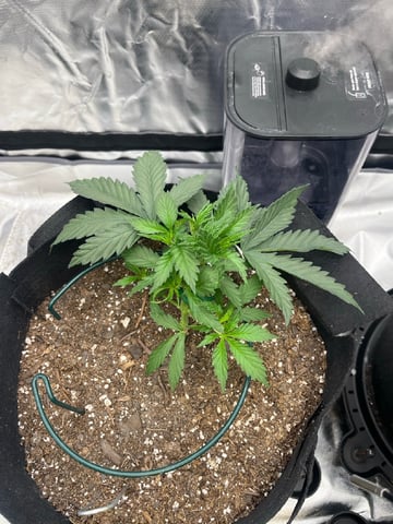 best budz — vegetative, day 9