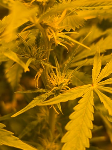 2nd Autoflower Indoor Grow — flower, day 55