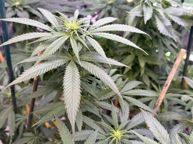 Blue Zushi (Dutch Passion Genetics) — flower, day 58