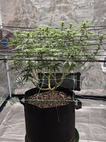  Insane OG — flower, day 99