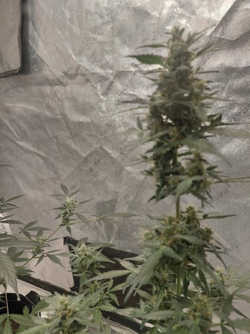 my first grow  — flower, day 86