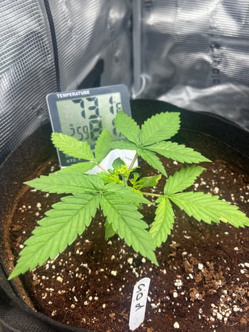 sticking to basics second grow — vegetative, day 12