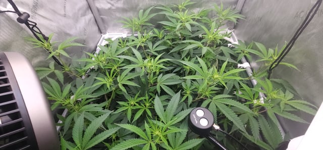 Guava Mints — flower, day 1