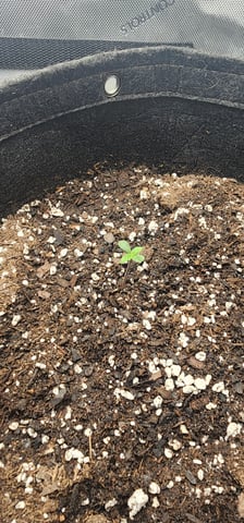 FastBuds Trainwreck Auto — seedling_rooting, day 7