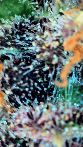 Grow #4 — flower, day 76