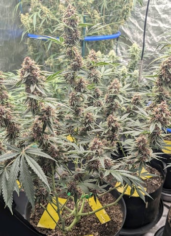 Mixed Grow — flower, day 89