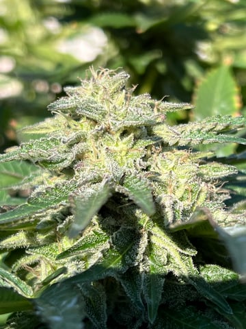 Hindu Kush — flower, day 57