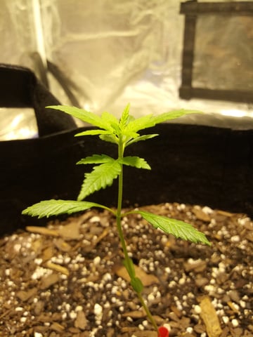 Gorilla Cookies Auto — vegetative, day 20