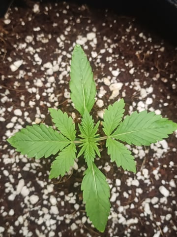 Last girls got kicked. — seedling_rooting, day 12