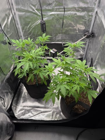 Trying to go big — flower, day 71