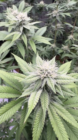 White Runtz Clonez (Flowering) — flower, day 28