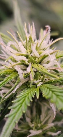 3 bears auto flower  — flower, day 38