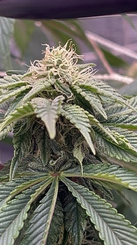 2025-26 harvest INDOOR — flower, day 114