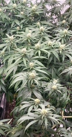 10x Critical Feminisiert from Ganjafarmerseeds 