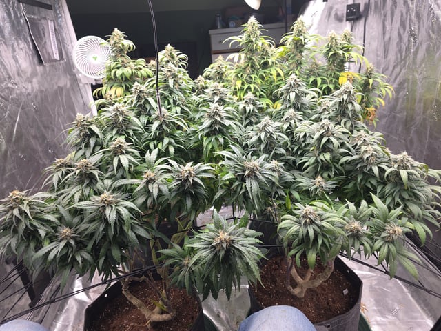 outdoor start/indoor 2025 — flower, day 190