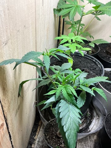 Cherry Pie clones (2nd run) — vegetative, day 60