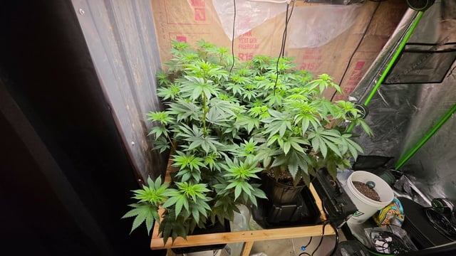 2nd Grow Sesh — flower, day 58